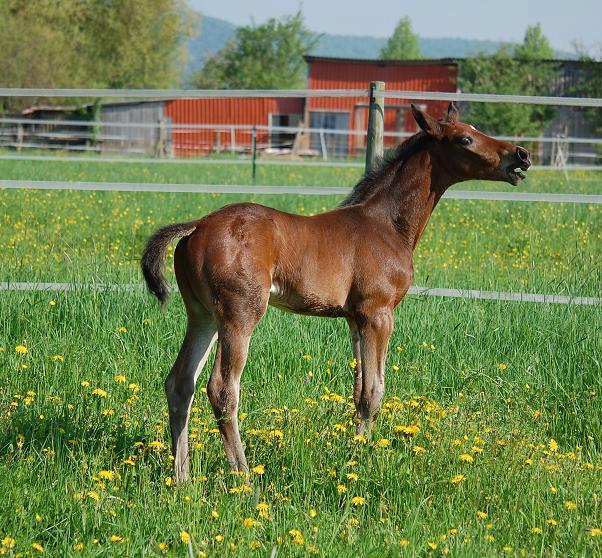 Trakehner Hengstfohlen von Saint Cyr u.d. Pr.St. Under the moon v. Easy Game u.d. Pr.St. Umbra v. Herzkristall , Foto: A. Becker - Trakehner Gestt Hmelschenburg