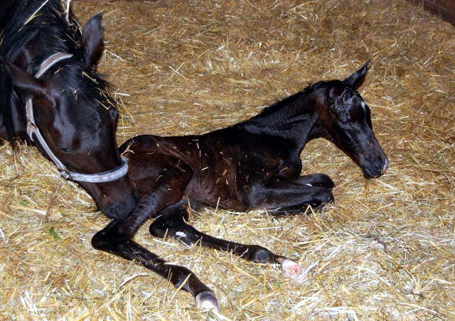 Trakehner Stutfohlen von Saint Cyr u.d. Pr.St. Under the moon v. Easy Game u.d. Pr.St. Umbra v. Herzkristall , Foto: A. Becker - Trakehner Gestt Hmelschenburg