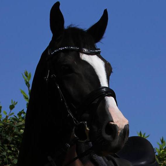 Trakehner Hengstfohlen von Alter Fritz u.d. Prmienstute Vittoria v. Exclusiv, Trakehner Gestt Hmelschenburg - Beate Langels