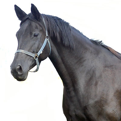 Agatha Christy - Trakehner Elitestute von Showmaster - Marduc - Ith