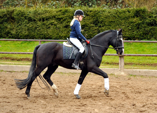 Alter Fritz und Pauline - Trakehner Gestt Hmelschenburg - Beate Langels