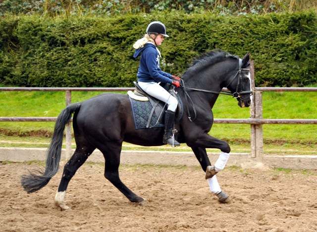 Alter Fritz und Pauline - Trakehner Gestt Hmelschenburg - Beate Langels