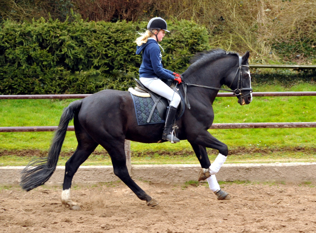 Alter Fritz und Pauline - Trakehner Gestt Hmelschenburg - Beate Langels