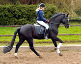 Mrz 2016 im Gestt Hmelschenburg  - Fotos Beate Langels - Trakehner Gestt Hmelschenburg