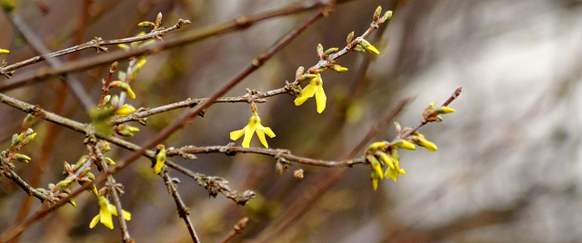 Trakehner Gestt Hmelschenburg - Beate Langels