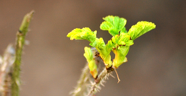 Trakehner Gestt Hmelschenburg - Beate Langels