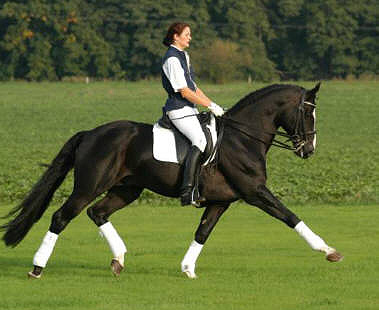 Trakehner Hengst Alter Fritz von Chardonay