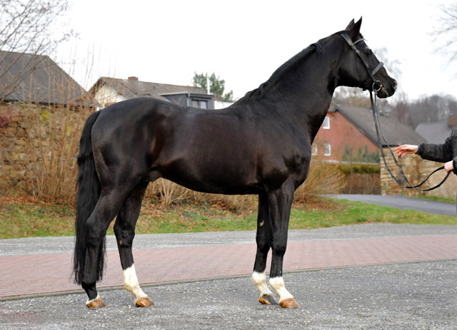 Trakehner Hengst ALTER FRITZ von Chardonnay - Hmelschenburg am 29. Dezember 2012, Foto: Beate Langels, Trakehner Gestt Hmelschenburg - Beate Langels