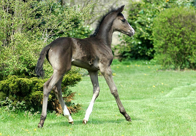 Stutfohlen von Alter Fritz u.d. Elitestute Gloriette v. Kostolany, Foto: Beate Langels