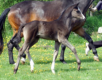 Stutfohlen von Alter Fritz u.d. Elitestute Gloriette v. Kostolany, Foto: Beate Langels