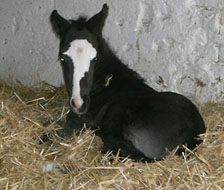 wenige Stunden alt: Stutfohlen von Alter Fritz - Kostolany, Foto: Sebastian Krause