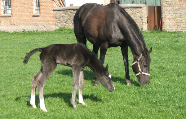 Trakehner Stutfohlen von Alter Fritz u.d. Harfe v. Catarakt, Zchter: Andr Werschmller, Schwasdorf