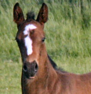 Stutfohlen von Exclusiv