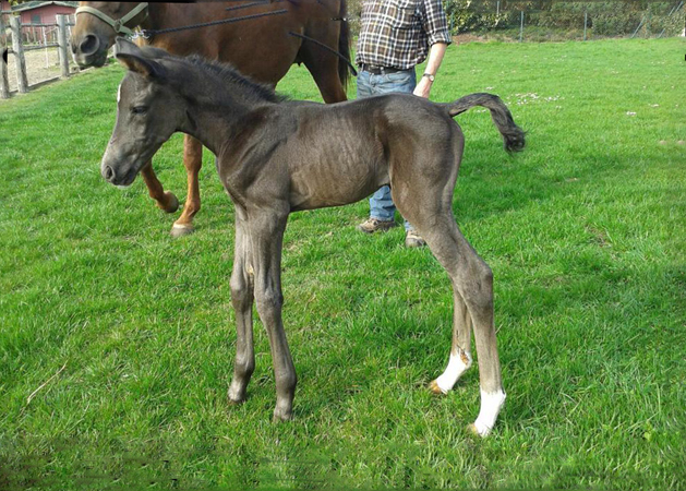 Ein Tag alt: Stutfohlen von Saint Cyr u.d. Emilie v. All Inclusive - Foto: Andrea Lcke