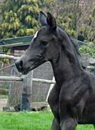 Stutfohlen von Saint Cyr u.d. Emilia v. All Inclusive, Foto: Lcke - 
Gestüt Hämelschenburg