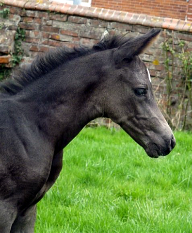 Esm - Trakehner Stutfohlen von Saint Cyr u.d. Emilie v. All Inclusive - Foto: Andrea Lcke