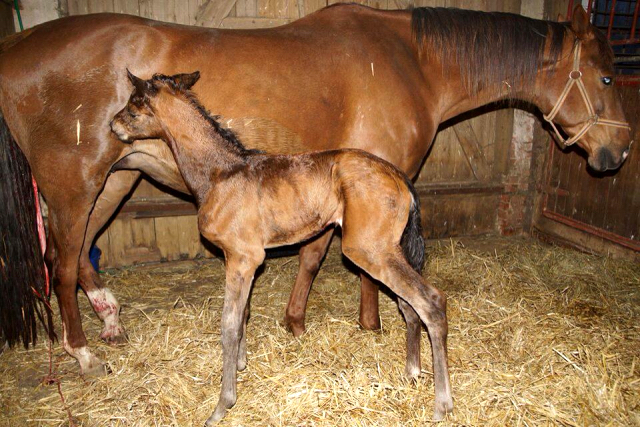 Hengstfohlen von High Motion x Hoftnzer - Foto: Anja Paust