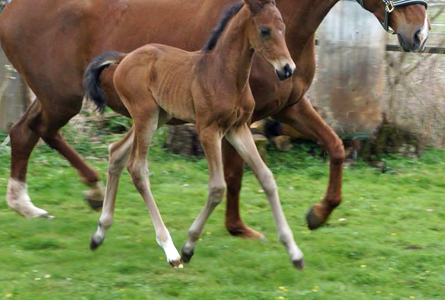 Hengstfohlen von High Motion x Hoftnzer - Foto: Anja Paust