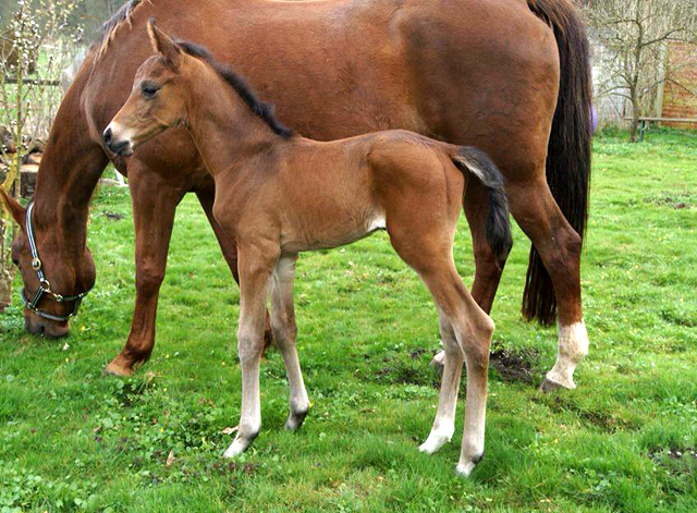 Hengstfohlen von High Motion x Hoftnzer - Foto: Anja Paust