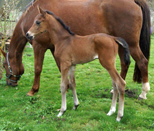 Hengstfohlen von High Motion x Hoftnzer - Foto: Paust