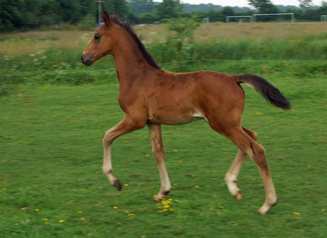 Hengstfohlen von High Motion x Hoftnzer - Foto: Anja Paust