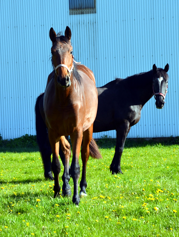 Zweijhrige Stute von Oliver Twist u.d. Pr.u.StPrSt. Vittoria v. Exclusiv - Trakehner Gestt Hmelschenburg - Foto: K. Rabe - 
Trakehner Gestt Hmelschenburg