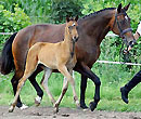 Glorilou v. Shavalou u.d. Gloriette v. Kostolany, Züchter: Bernhard Langels, Schplitz