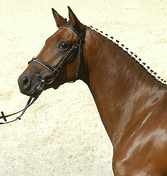 3-jährige Trakehner Stute von Freudenfest - Marduc - Ith