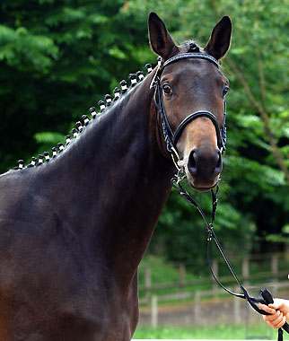 Trakehner Prmienstute AVA von Freudenfest - Showmaster - Marduc - Ith