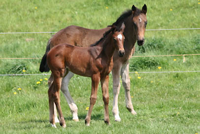 Stutfohlen von Kostolany/Schwalbenherz und Stutfohlen von Summertime/Sacre Coeur,  Zchter: Elisabeth Gilgen, Neuss