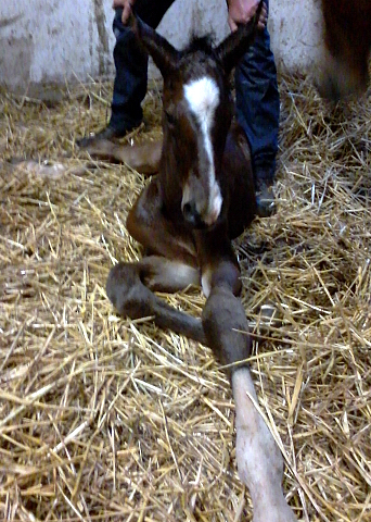 Hengstfohlen von Saint Cyr u.d. Dagmar v. Damsey - Foto: Beate Borchers