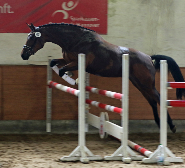 Schwalbe's Beauty v. High Motion - 5. Juni 2021 - Foto: Barbara Jrn - 
Trakehner Gestt Hmelschenburg