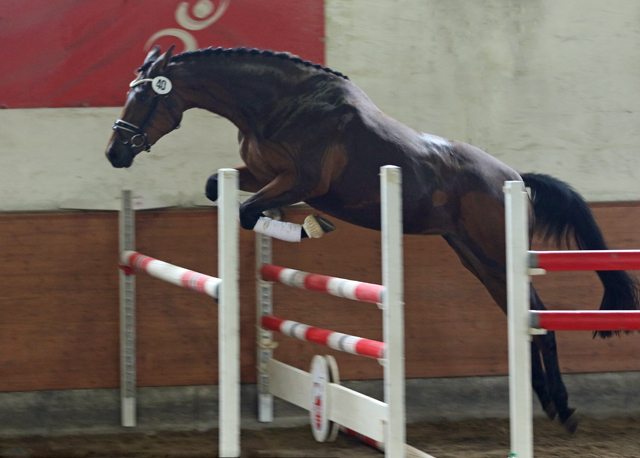 Schwalbe's Beauty v. High Motion - 5. Juni 2021 - Foto: Barbara Jrn - 
Trakehner Gestt Hmelschenburg