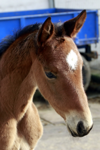 Stutfohlen von Honor du Soir u.d. Karena v. Freudenfest - 21. Februar 2016  - Foto: Barbara Jrn -
Trakehner Gestt Hmelschenburg