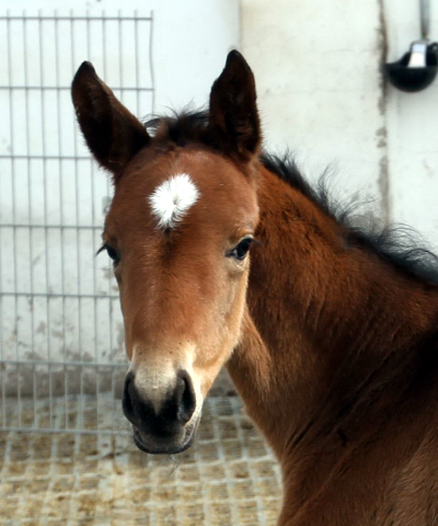 Stutfohlen von Honor du Soir u.d. Karena v. Freudenfest - 21. Februar 2016  - Foto: Barbara Jrn -
Trakehner Gestt Hmelschenburg