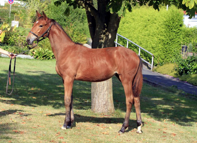 Stutfohlen von Honor du Soir u.d. Karena v. Freudenfest - 19. September 2016  - Foto: Barbara Jrn -
Trakehner Gestt Hmelschenburg