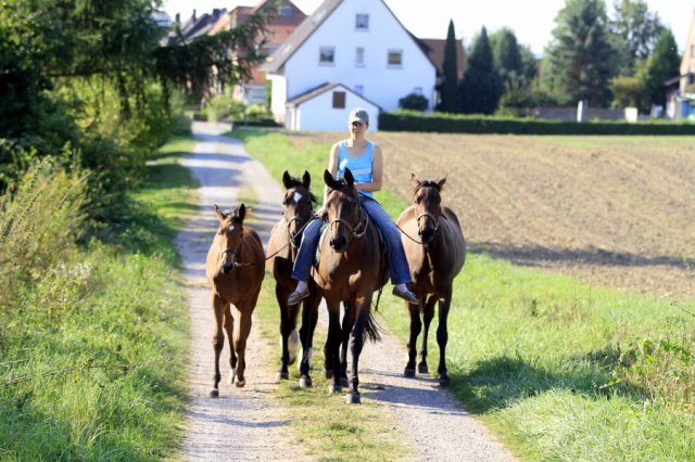 Stutfohlen von Honor du Soir u.d. Karena v. Freudenfest - 19. September 2016  - Foto: Barbara Jrn -
Trakehner Gestt Hmelschenburg