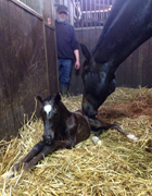 Hengstfohlen von High Motion u.d. Pr.u.StPrSt. Korma v. All Inclusive, Foto: Barbara Jrn - 
Gestüt Hämelschenburg