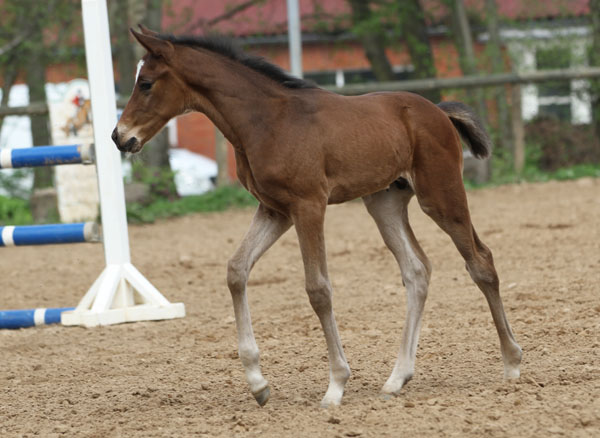 Hengstfohlen von Freudenfest x Opernball - Foto: Barbara Jrn