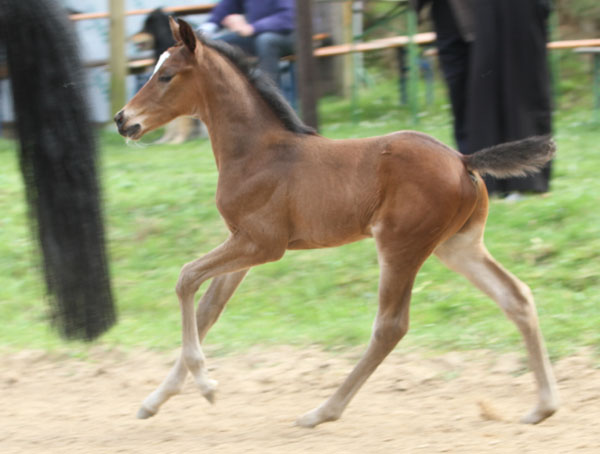 Hengstfohlen von Freudenfest x Opernball - Foto: Barbara Jrn