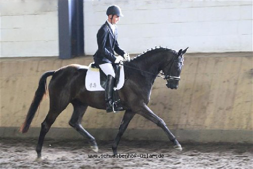 3jhrige Trakehner Stute Schwalbennacht v. Kostolany in der Stutenleistungsprfung, Foto: Barbara Jrn