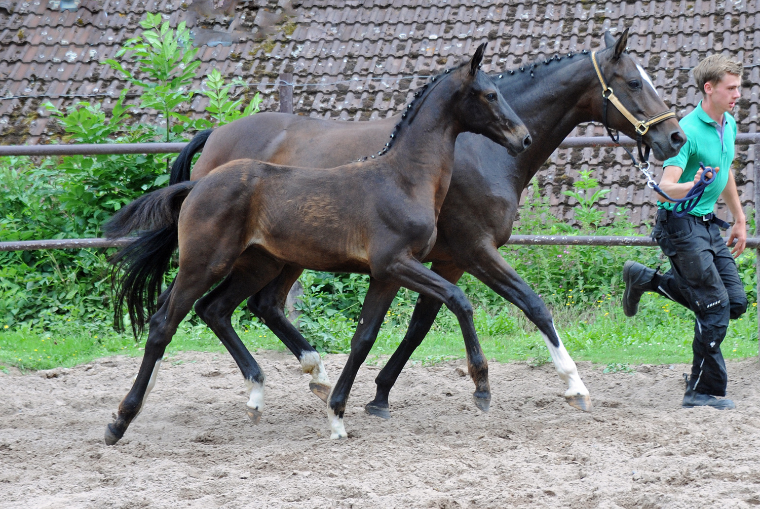 Oldenburger Stutfohlen von Jovian u.d. Schwalbendiva v. Totilas 
 - Trakehner Gestt Hmelschenburg - Beate Langels