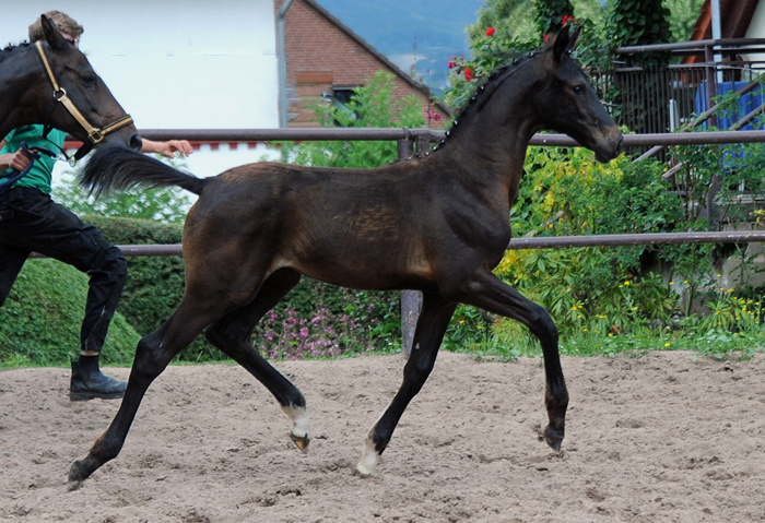 Oldenburger Stutfohlen von Jovian u.d. Schwalbendiva v. Totilas 
 - Trakehner Gestt Hmelschenburg - Beate Langels