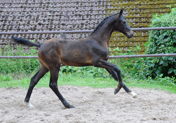 Oldenburger Stutfohlen von Jovian u.d. Schwalbendiva v. Totilas 
 - Trakehner Gestt Hmelschenburg - Beate Langels