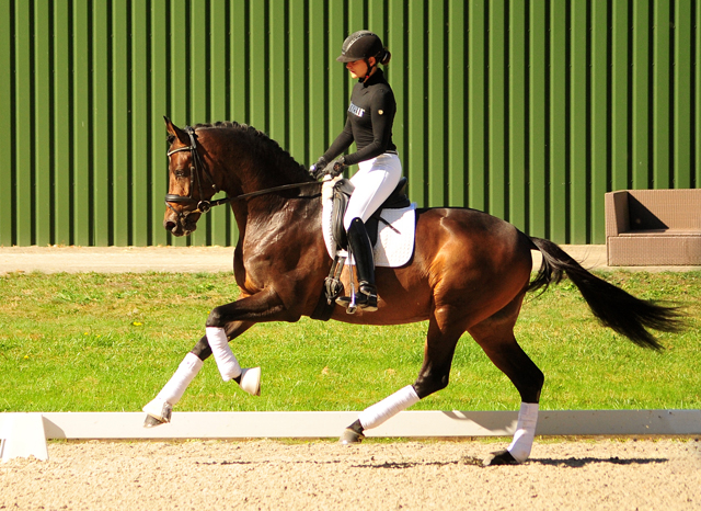 Trakehner Hengst High Motion von Saint Cyr x Summertime, Foto: Beate Langels - Gestt Hmelschenburg