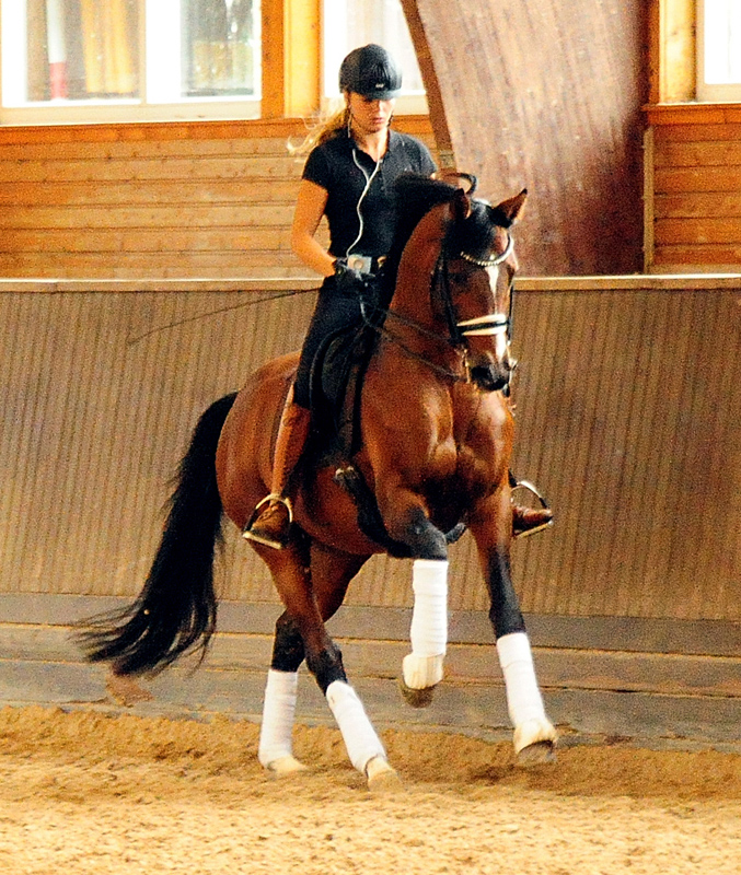 Trakehner Hengst HIGH MOTION von Saint Cyr u.d. Hanna v. Summertime  - Foto: Beate Langels, Trakehner Gestt Hmelschenburg