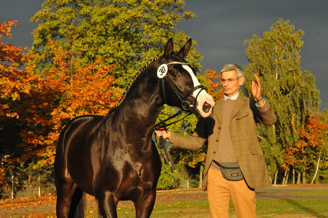 Greenwich Park - 2jhriger Hengst von Saint Cyr x Alter Fritz x Kostolany - Foto: Beate Langels - Trakehner Gestt Hmelschenburg