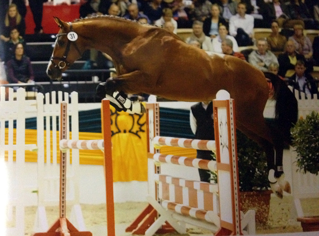 High Motion v.  Saint Cyr v. Kostolany - Foto: Beate Langels - Trakehner Gestt Hmelschenburg