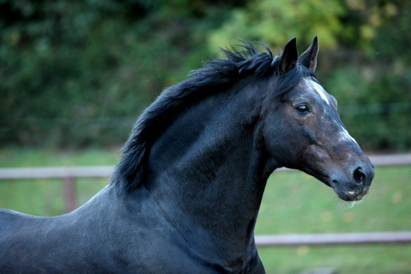 Trakehner Hengst Exclusiv im 20. Lebensjahr - Foto: Gabriele - Trakehner Gestt Hmelschenburg