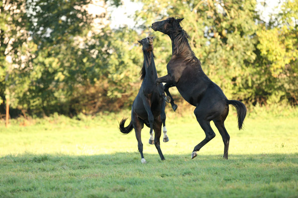 Jhrlingshengste - Foto: Gabriele - Trakehner Gestt Hmelschenburg